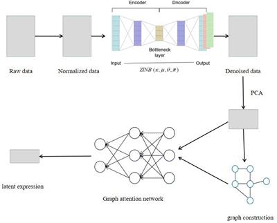 SCDRHA: A scRNA-Seq Data Dimensionality Reduction Algorithm Based on Hierarchical Autoencoder